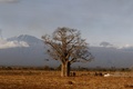 Paysage baobab, action profil gch