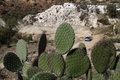 Mexique 2012 cactus 